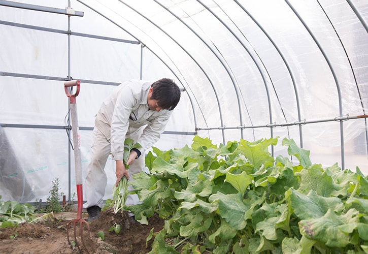 若ごぼうの収穫