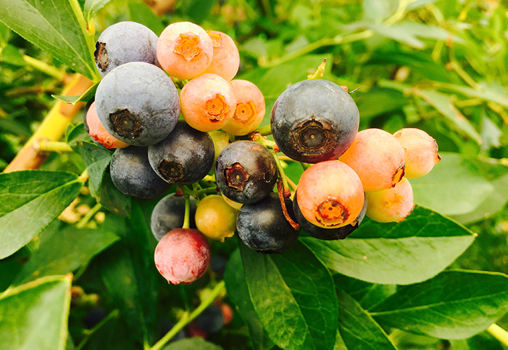 ブルーベリー畑