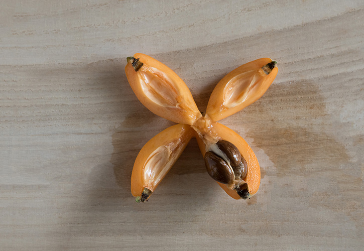 びわを手で開きます