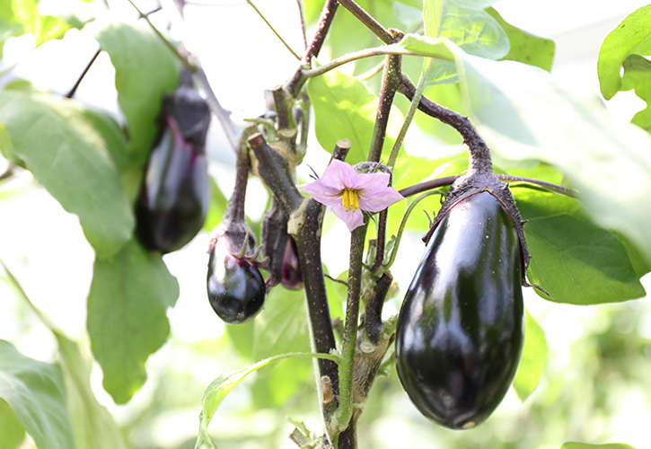 土佐で田舎暮らし