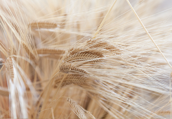 大麦 と 小麦 の 違い