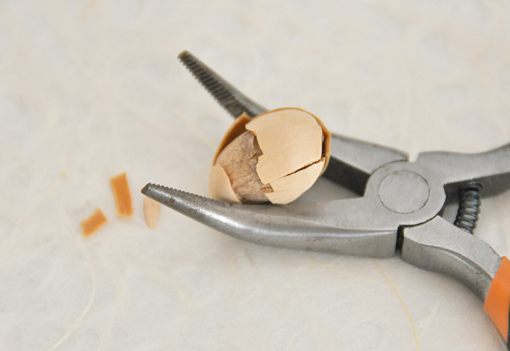 銀杏の殻をむく