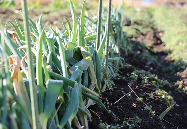 飛騨の伝統野菜