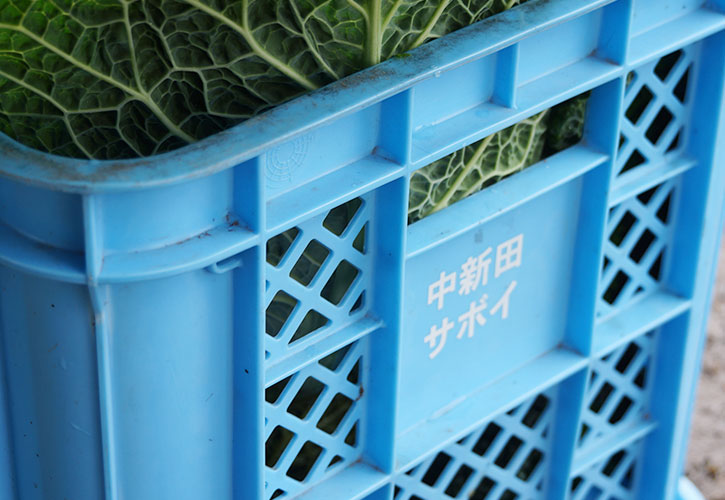 中新田のサボイキャベツ