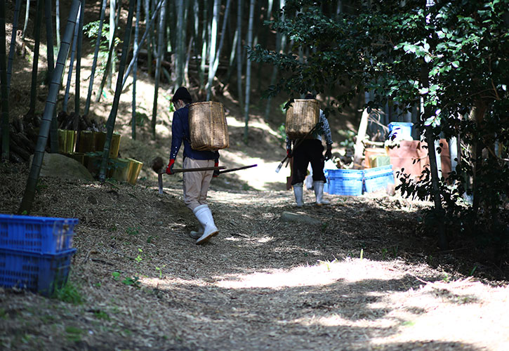 たけのこ堀り