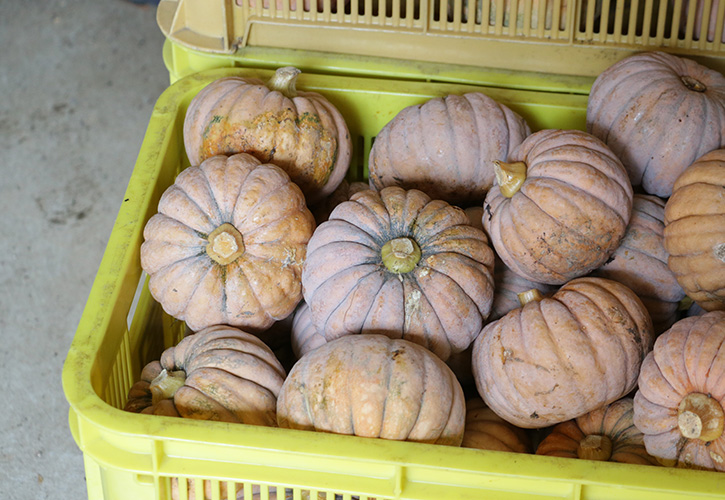 半原かぼちゃの収穫