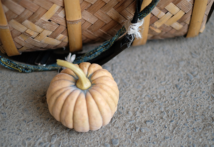 岐阜県瑞浪の半原かぼちゃ