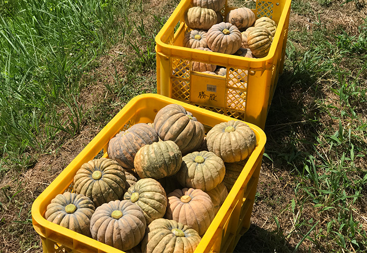 半原かぼちゃは飛騨美濃伝統野菜