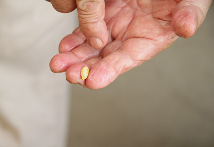 半原かぼちゃの種