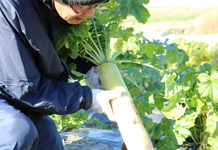 大根農家