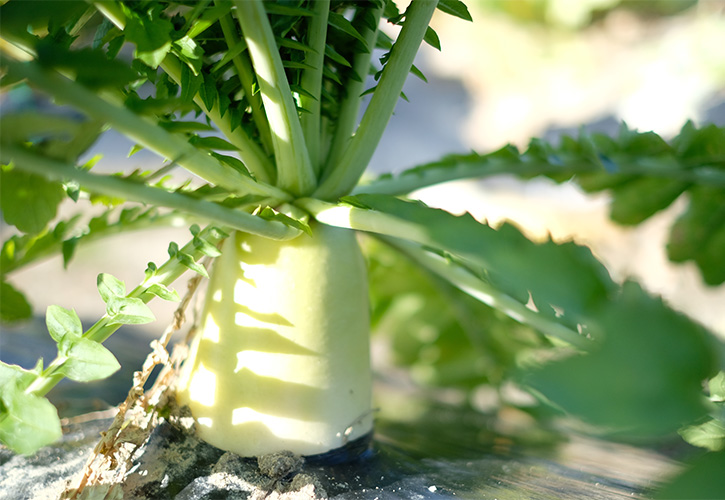 愛知伝統野菜の宮重大根