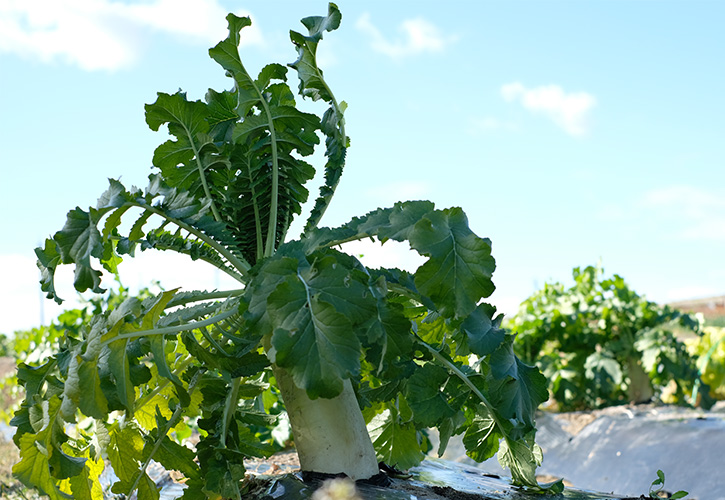 宮重大根を残す