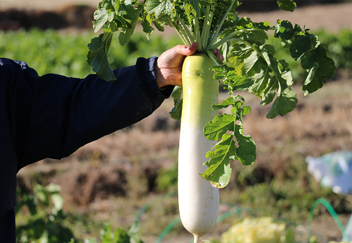 種から国産 伝統野菜で日本の農業と食文化をつなぐ 愛知 大府市 高木幹夫さん