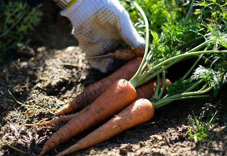 木の山五寸人参