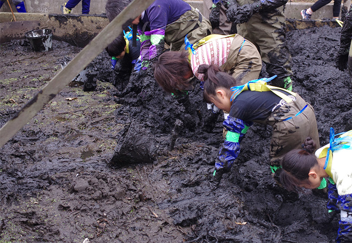 れんこんの収穫