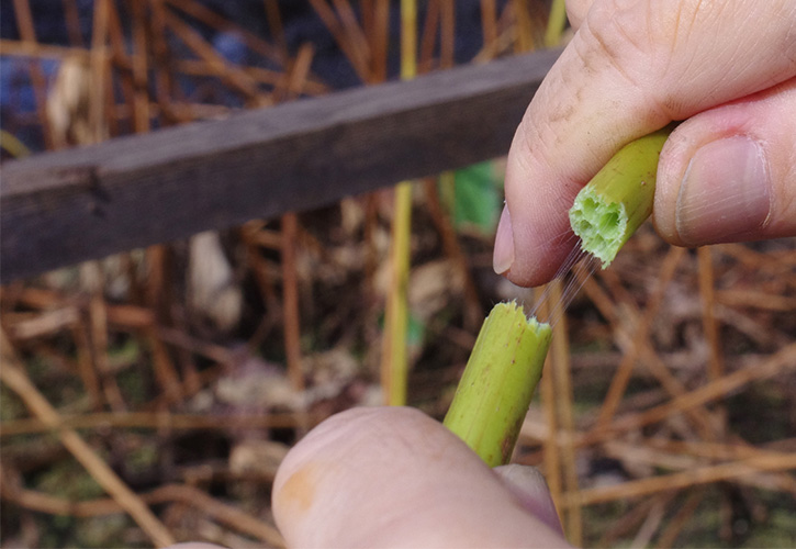 茎にレンコンと同様小さな穴