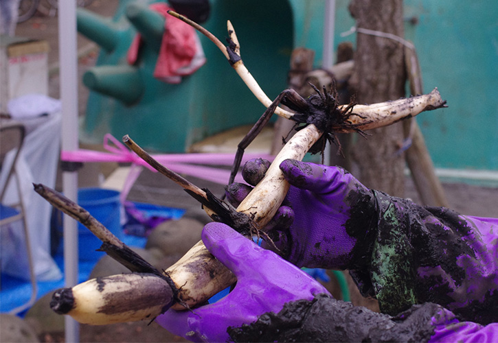 収穫したレンコン