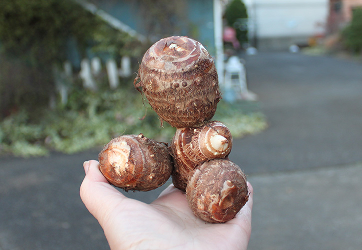 里芋の親芋と子芋
