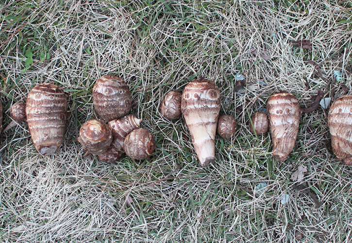 さといもごろごろ