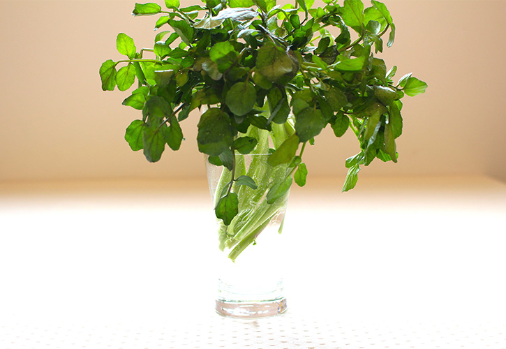 watercress