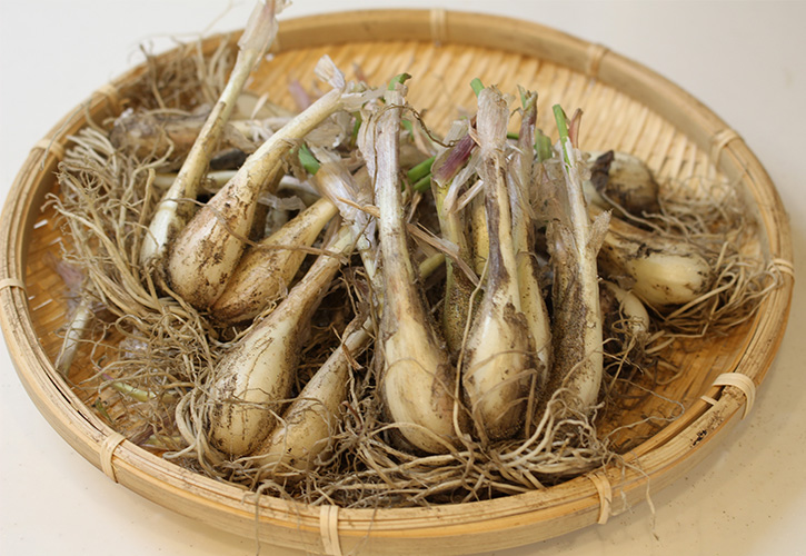 らっきょう塩漬け