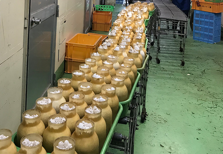 エリンギィの培地