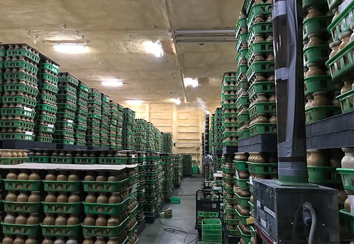 エリンギィの生産