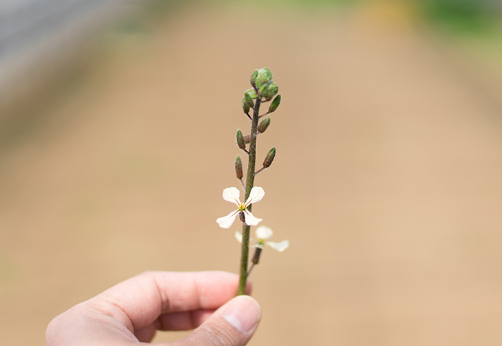 ルッコラつぼみ