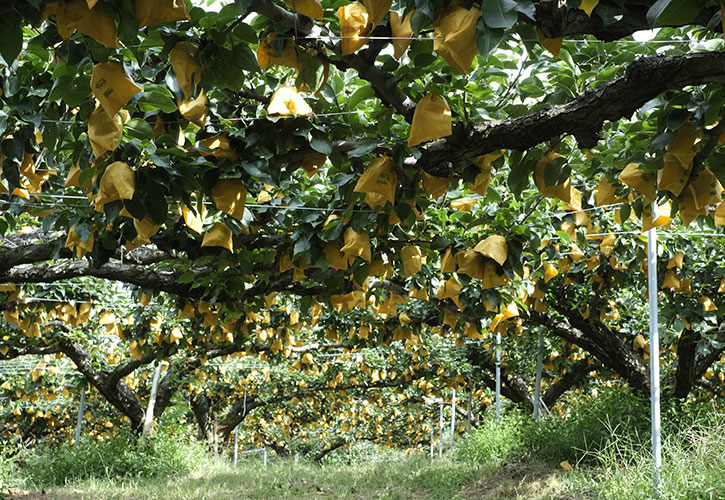 フルーツガーデン梨