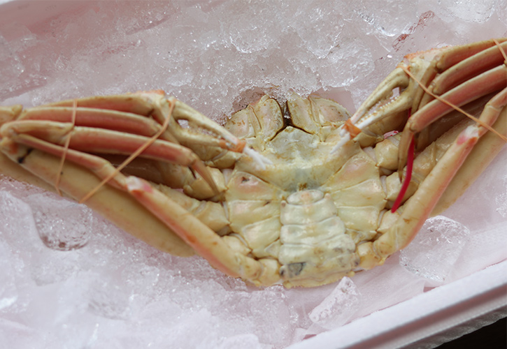 松葉ガニ氷