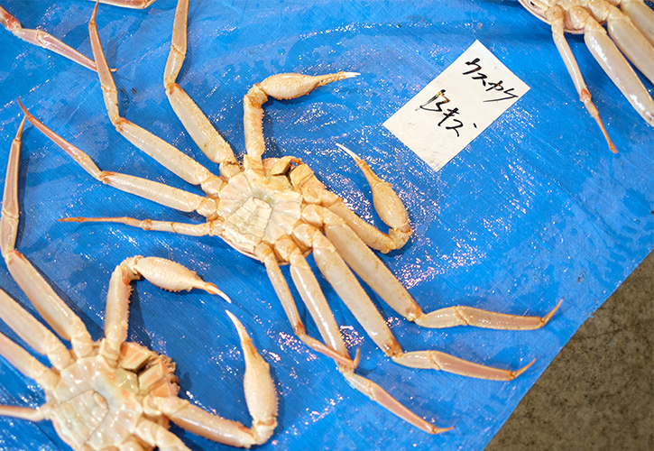 松葉ガニ裏