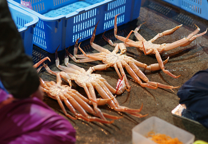 松葉ガニタグ付け