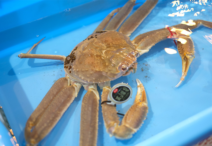 松葉ガニ選別