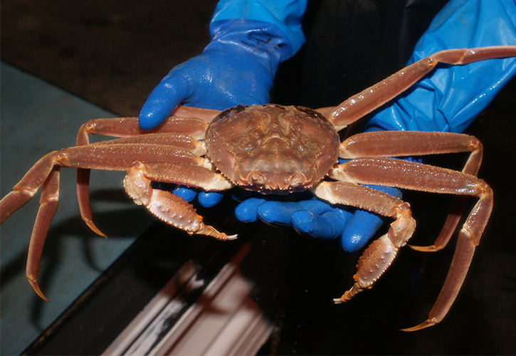 松葉ガニ手持ち