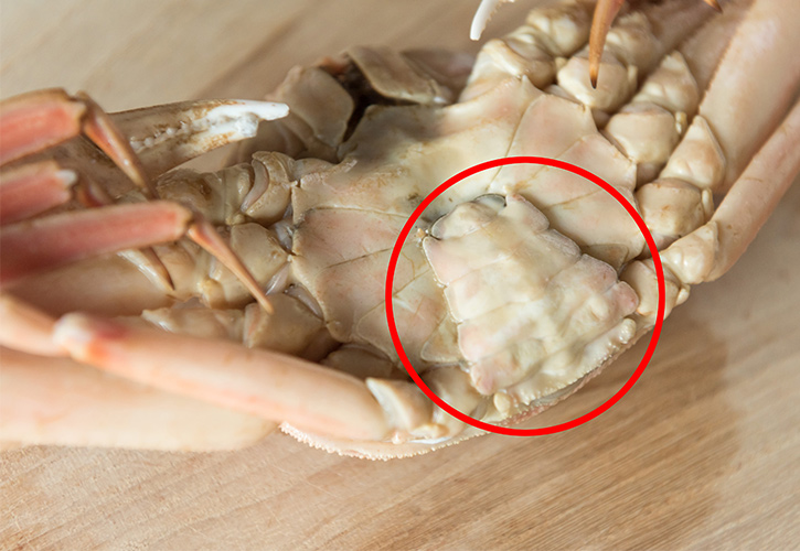 松葉ガニふんどし