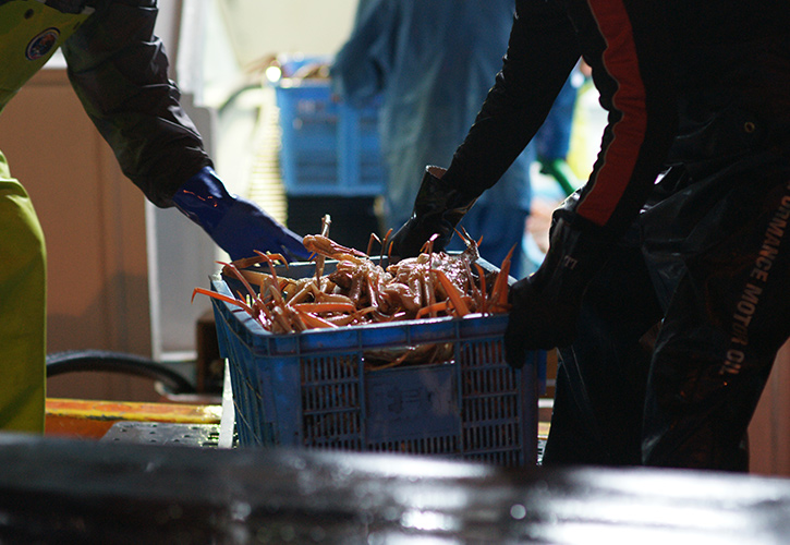 松葉ガニ水揚げ