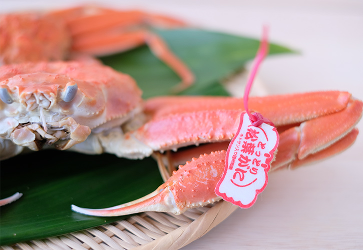 松葉ガニタグ寄り