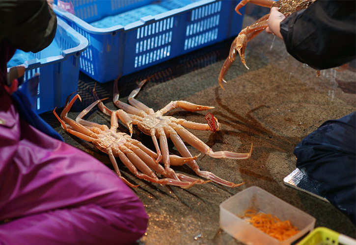 カニ選別