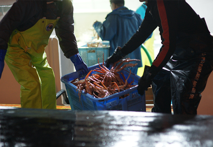 松葉ガニ水揚げ