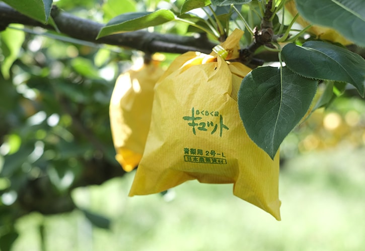 ありのみ倶楽部の梨