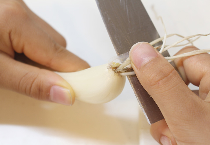 らっきょうの根を切る