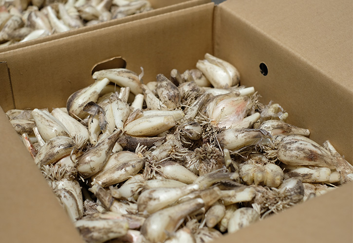 らっきょう栄養