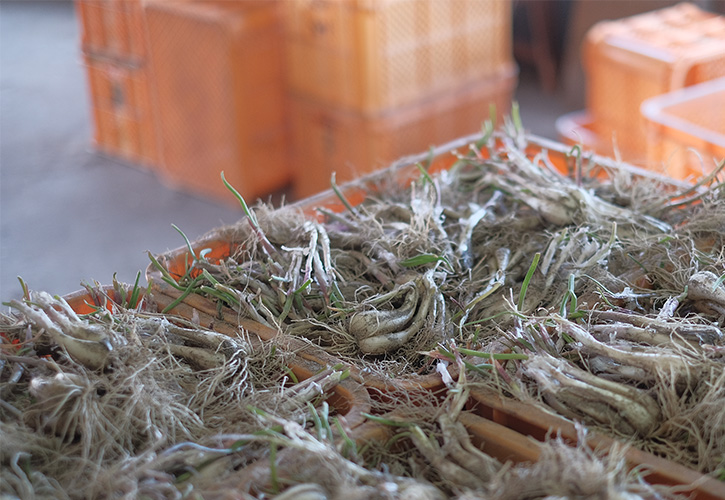 西尾園のらっきょう