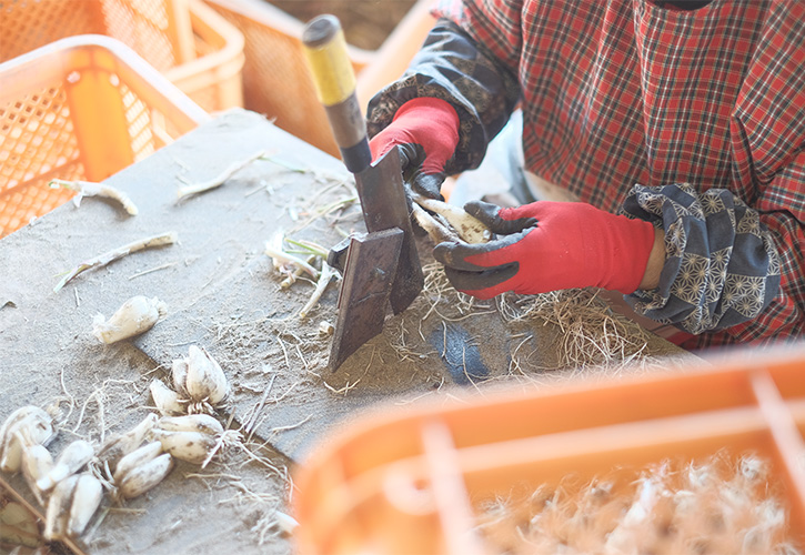 西尾園根付きらっきょう