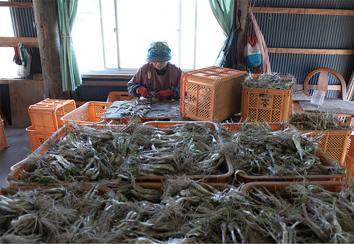 砂丘らっきょう収穫