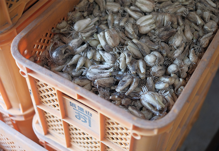 岡野農園の砂丘らっきょう