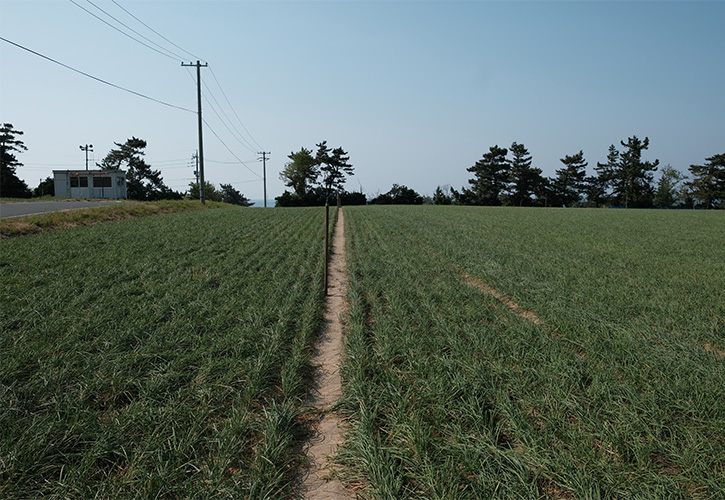 福部町のらっきょう