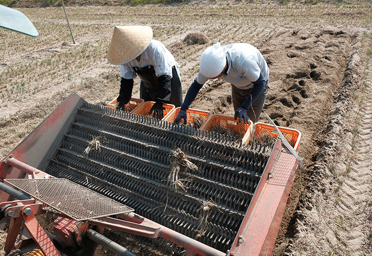 岡野農園らっきょう