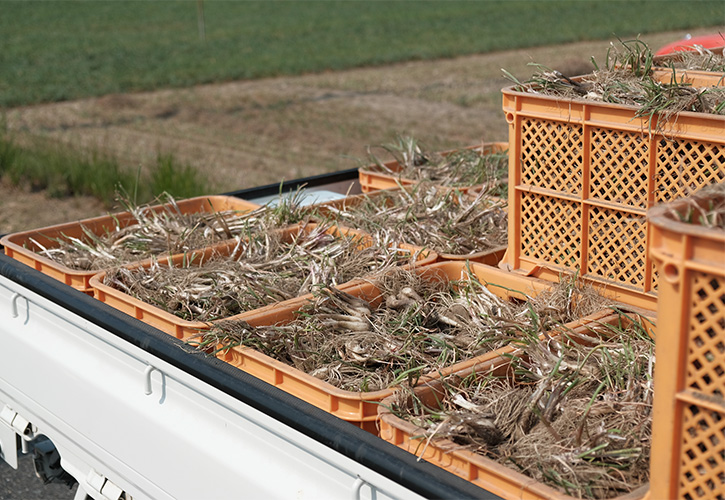 岡野農園らっきょう収穫コンテナ