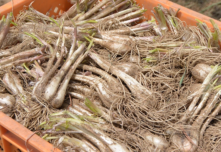 根付らっきょう